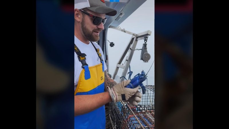 Pescador devolveu crustáceo ao mar Vídeo: pescador viraliza após fisgar lagosta azul rara pela 2º vez Pescador mostrando lagosta azul - Imagem: Reprodução / Blake Haass@Tiktok