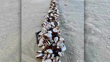 Cena inusitada foi flagrada por um morador que passava pela praia das Pitangueiras no sábado (30) - Reprodução/Lionbordercollie