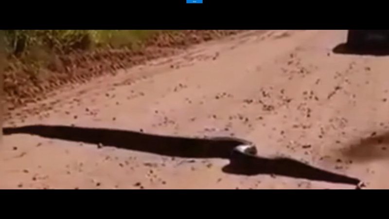Sucuri de cerca de 5m atravessando estrada perto do Rio Paraná (PR) capa - “Ó o tamanho da monstra”: vídeo mostra motoristas flagrando sucuri gigante em estrada entre PR e MS Sucuri gigante atravessando estrada de terra no Paraná - Imagem: Reprodução / Biológo das Cobras@Youtube