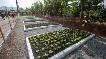 Horta comunitária é composta por um espaço estruturado, com plantações de legumes e hortaliças, que funciona também como um espaço de integração e lazer para a comunidade Conjuntos habitacionais de Praia Grande vão ganhar hortas comunitárias Detalhe de hor - Prefeitura de Praia Grande