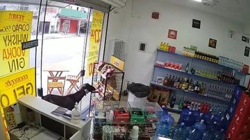 "O vídeo começou a repercutir nas redes sociais e, graças ao bode, as vendas até cresceram, como a loja é nova, tem apenas dois anos, estamos ainda trabalhando para colocar uma placa", conta dono da adega - Reprodução