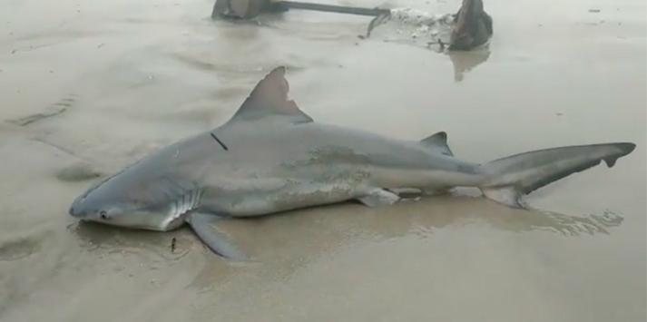 Tubarão-cabeça-chata encalhado em praia de São Vicente Tubarão encalha em São Vicente - Reprodução FaceBook