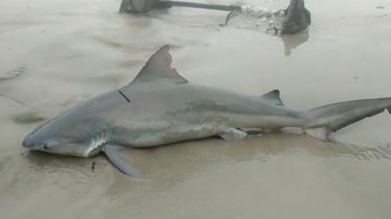 Tubarão-cabeça-chata encalhado em praia de São Vicente Tubarão encalha em São Vicente - Reprodução FaceBook