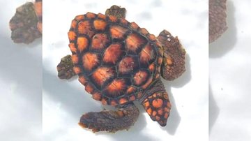 Tartaruguinha tem apenas 15 cm e segue em tratamento Filhote de tartaruga-cabeçuda é resgatado em praia de Guarujá Filhote de tartaruga-cabeçuda - Reprodução/Facebook Instituto Gremar