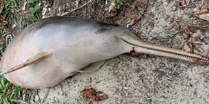 Toninha (Pontoporia blainvillei), foi encontrada morta por pescadores na faixa de areia da praia da Enseada Toninha Morta - Foto: Portal Costa Norte
