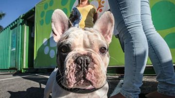 Atendimento é apenas por mensagem, sem ligações, através do número 3496-5275 Cachorro Cachorro com o rosto de frente para a câmera - Divulgação