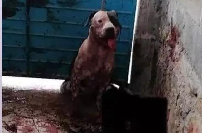 Familiares do criminoso pedem que Max, o cão de guarda, seja sacrificado; confira as leis de proteção animal do Brasil - Reprodução