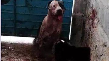 Familiares do criminoso pedem que Max, o cão de guarda, seja sacrificado; confira as leis de proteção animal do Brasil - Reprodução
