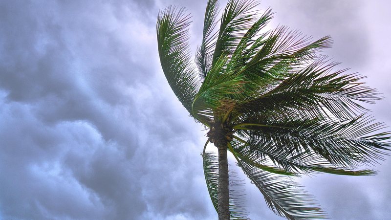 Alerta é válido até a noite de 30 de novembro Marinha alerta para ventos de até 75 km/h no litoral de SP até quarta-feira (30) Coqueiro balançando com vento e céu nublado - Pexels