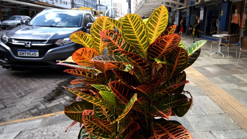 Avenida Costa e Silva, no bairro Boqueirão, já ostenta novas floreiras Praia Grande: avenida Costa e Silva passa por remodelação no paisagismo Floreira na avenida Costa e Silva, em Praia Grande - Banco de Imagens da Prefeitura de Praia Grande