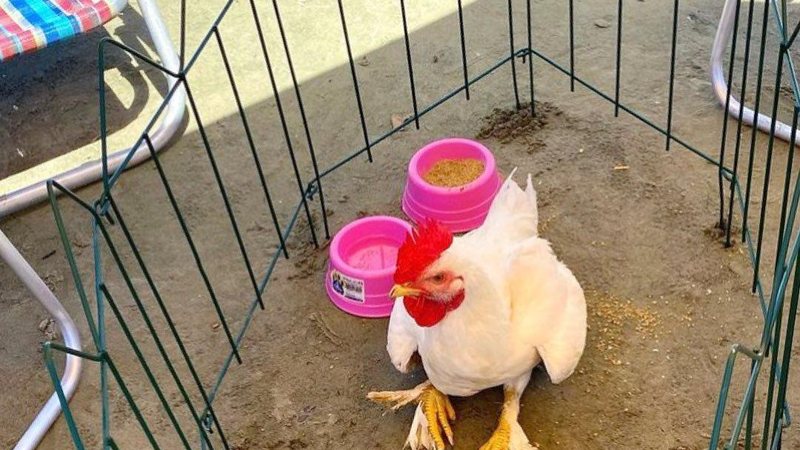 Na imagem é possível observar o animal dentro de um cercado, na areia da praia, com dois potes, um com agua e outro com comida - Reprodução