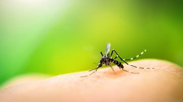 A preocupação é com a chegada dos períodos mais quentes, quando o período reprodutivo do mosquito fica mais curto e ele se reproduz mais rápido, aumentando os casos de dengue no verão Após avaliação de densidade larvária, Ubatuba está alerta para risco de  - Foto: Agência Brasil