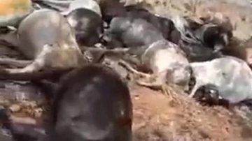 Dois bezerros e outras 46 vacas faleceram após a queda do raio na propriedade Vacas e bezerros mortos - Reprodução
