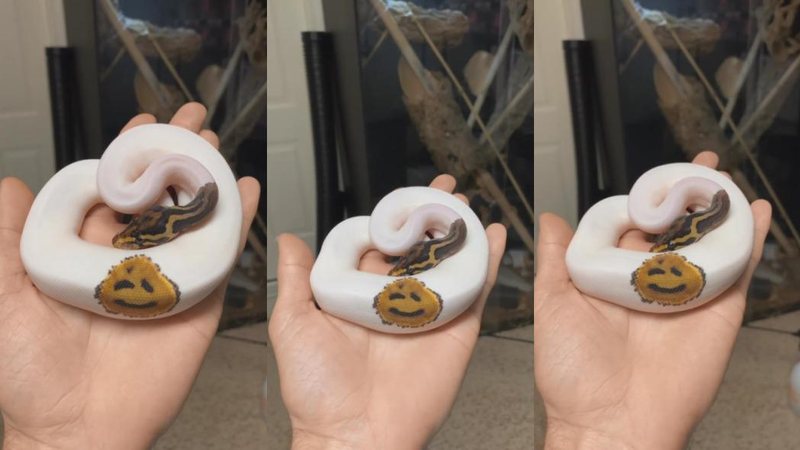 Padrão de cores no dorso da cobra forma desenho Vídeo de serpente africana com desenho natural de rosto viraliza Cobra branca com desenho de rosto sorridente no dorso - Imagem: Reprodução / B. N. Exótics@Instagram