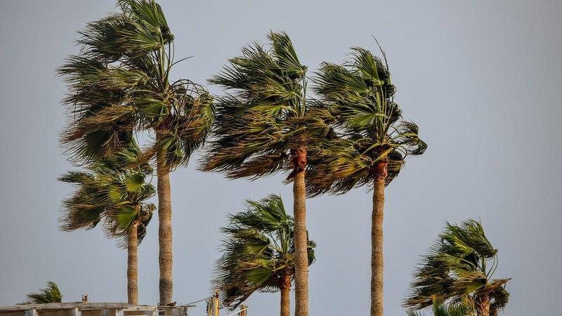 Fortes ventos devem perdurar até a noite desta terça-feira (20) Alerta da Marinha: litoral de SP pode ter ventos de até 74 km/h nesta terça-feira (20) Coqueiros balançando com o vento - Pixabay