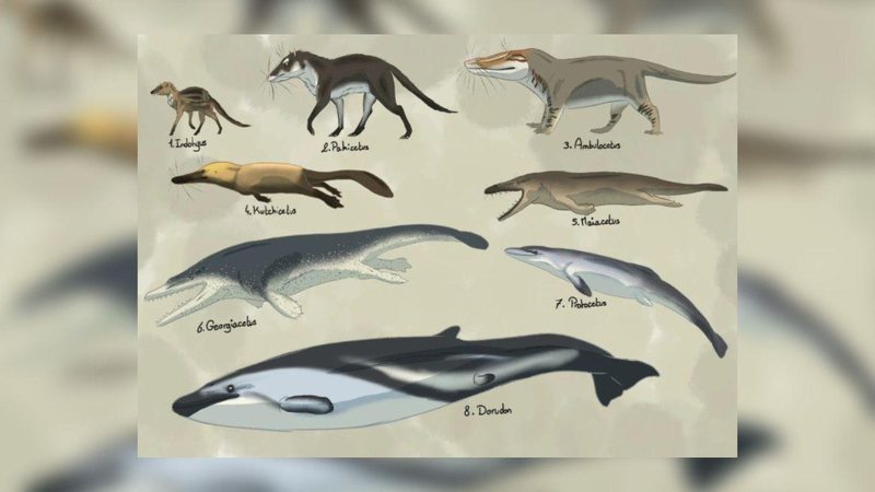 Evolução das baleias - Reprodução