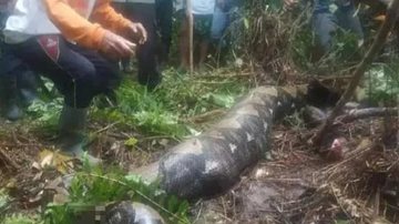 Animal foi abatido e teve o estômago aberto pela equipe de resgate que encontrou o cadáver de Jahrah Cobra píton Cobra píton com um corpo dentro - Divulgação