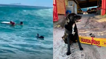 Animal entrou no mar e seguiu os salva-vidas durante o resgate Animal ajuda em resgate - Arquivo pessoal / capitaokaroline