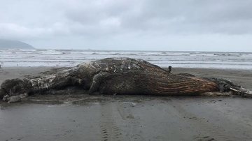 Instituto Gremar identificou que o animal marinho seria um macho, juvenil, de aproximadamente 9 metros de comprimento Baleia Morta - Divulgação Gremar