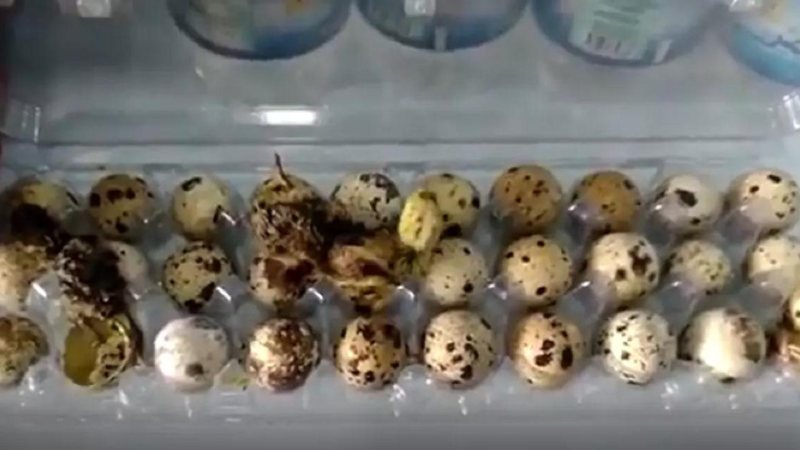 Animais nasceram e foram resgatados, porém, logo faleceram Codornas nascendo Codornas nascendo de ovos - Reprodução