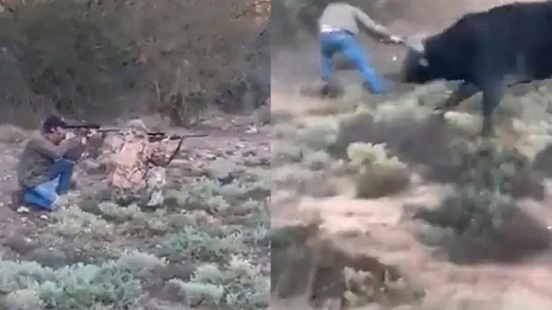 Búfalo matou o atirador e depois um guia o matou com cinco tiros Búfalo morrendo Homem matando búfalo - Reprodução