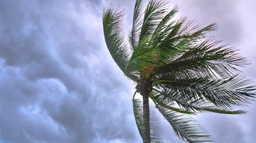Ventos serão na direção noroeste a sudoeste Marinha alerta para ventos fortes no litoral de SP nesta quarta-feira (23) Coqueiro tremulando com vento e céu carregado - Pexels