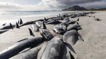 Os arredores das Ilhas Chatham são ricos em alimentos para as baleias, o que pode explicar a quantidade de animais Chocante: Mais de 470 baleias morrem encalhadas na Nova Zelândia Baleias encalhadas em praia da Nova Zelândia - Reprodução/Tamzin Henderson via AP