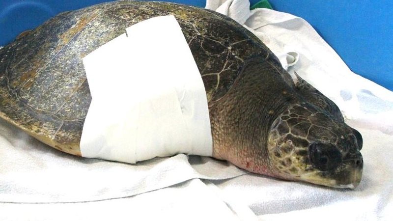 Tartaruga está passando por diversos exames e por tratamento intensivo Tartaruga é resgatada em Guarujá com lesão provocada por petrecho de pesca Tartaruga já em tratamento, com curativo na pata lesionada - Reprodução/Instituto Gremar