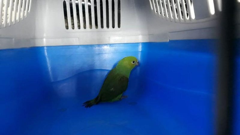 ave foi encaminhada ao Centro de Triagem para Animais Silvestres de Peruíbe Periquito machucado é resgatado no Centro de São Vicente Periquito dentro de caixa de transporte para animais - Prefeitura de São Vicente