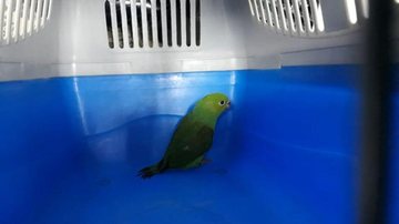 ave foi encaminhada ao Centro de Triagem para Animais Silvestres de Peruíbe Periquito machucado é resgatado no Centro de São Vicente Periquito dentro de caixa de transporte para animais - Prefeitura de São Vicente