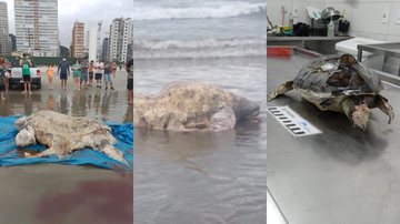 Tartaruga de couro (à esquerda), oliva e verde Tartarugas mortas são encontradas em Praia Grande, no litoral de SP - Imagens: Instituto Biopesca