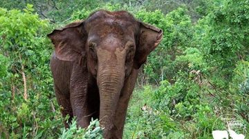 Divulgação/Santuário de Elefantes Brasil