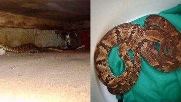 Serpente teria ingerido uma presa recentemente e o resgate foi realizado de modo seguro para o animal e equipe Jararaca no litoral - Fotos: Thiago Malpighi