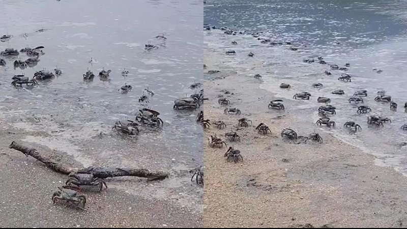 Milhares de caranguejos Uca surgem em praia de Paraty Caranguejo Uca - Divulgação PMP
