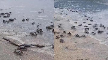 Milhares de caranguejos Uca surgem em praia de Paraty Caranguejo Uca - Divulgação PMP