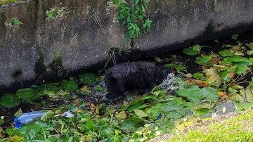 Corpo de Bombeiros e a Zoonoses informaram que não receberam nenhum chamado Cachorro é encontrado caído em canal de Bertioga Cachorro caído dentro de canal - Arquivo pessoal