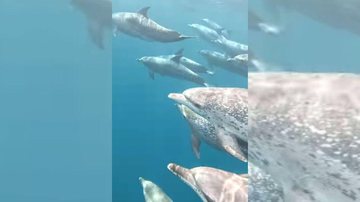 Grupo de golfinhos acompanhou a embarcação em que estava o fotógrafo Emocionante: grupo de golfinhos-pintados é visto no litoral de SP | VÍDEO Grupo de golfinhos no mar de Bertioga - Reprodução/Instagram Rafael Mesquita
