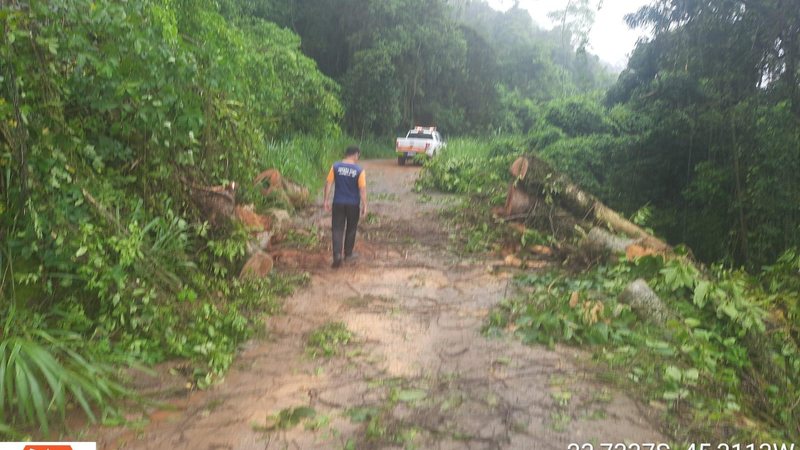 Defesa Civil de Ilhabela desobstrui via da região norte da cidade Defesa Civil de Ilhabela desobstrui via da região Norte da cidade arvore - Foto: PMI
