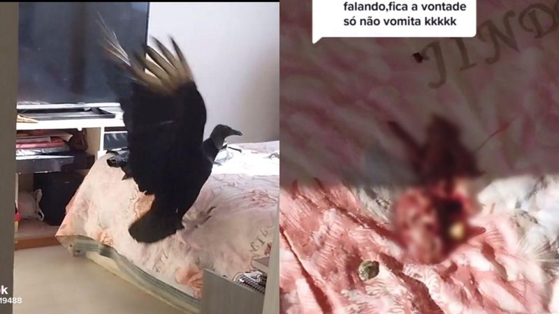 Vídeo do momento exótico viralizou nas redes sociais e atitude do jovem surpreendeu seguidores Urubu tiktok - Reprodução Tiktok/neito19488
