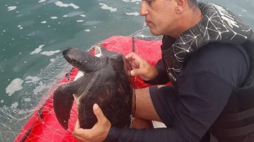 Duas tartarugas da espécie "verde", e uma arraia da espécie "ticonha" estavam presas na rede de pesca Guarda Costeira de Praia Grande apreende rede de pesca ilegal e liberta tartarugas e arraia Momento do resgate de uma das tartarugas - Divulgação/Prefeitura de Praia Grande