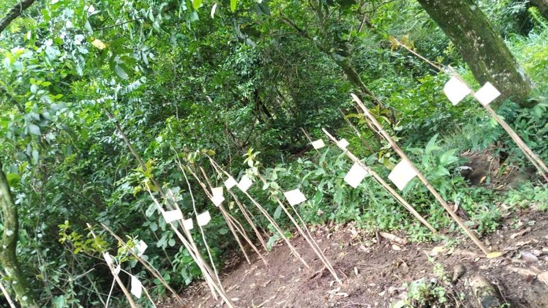Cerca de 50% do plantio de mudas foi realizado em áreas de morros Prefeitura de Santos pretende plantar 5 mil árvores na cidade em 2023 Mudas de árvores em área de morro de Santos - Prefeitura de Santos