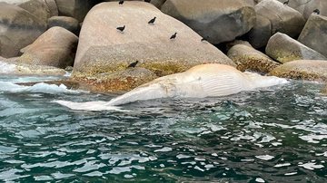 Baleia é encontra morta na costeira da Ilha Anchieta, em Ubatuba  baleia - Foto: Instituto Argonauta