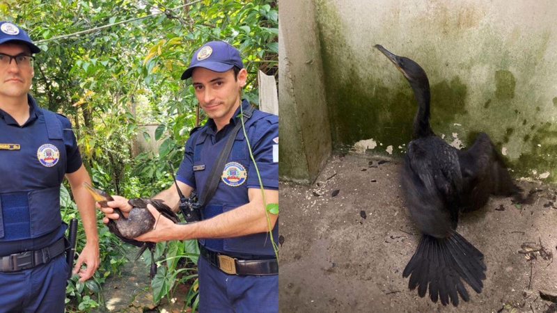 Ave foi socorrida e encaminhada ao Orquidário de Santos por agentes da GCM Biguá - Divulgação PMS