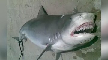 Reprodução/ Whatsapp
