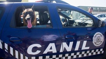Tyson é um cão de busca e captura e participou de várias ocorrências na cidade Cão da GCM de São Vicente se aposenta e recebe homenagem Cão Tyson dentro de viatura da GCM de São Vicente - Prefeitura de São Vicente