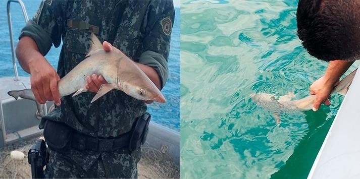 Filhote de tubarão é resgatado de pesca ilegal; pescadores são multados em R$ 20 mil Pesca Irregular na Baixada Santista - Divulgação PM Ambiental