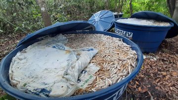 Dificuldade para transportar as cinco toneladas de peixe, que estava em época de defeso, ocasionou na resolução de destruir a pesca ainda no local - Divulgação
