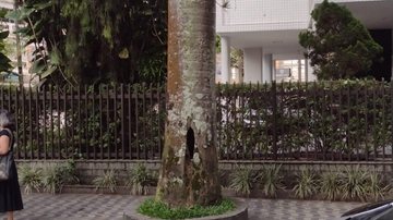 Queda da árvore pode representar perigo devido ao grande movimento de veículos Palmeira em Santos ÁRVORE COM O TRONCO DESGASTADO - Thiago R. Dantas