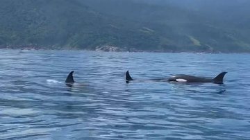 Grupo foi fotografado no último domingo (5) por munícipes que ficaram encantados com a beleza natural da espécie Baleias orcas Baleias orcas no mar de Ilhabela - Reprodução