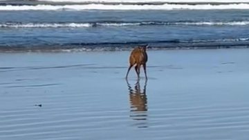 Veado na praia filhote de veado na praia - Reprodução